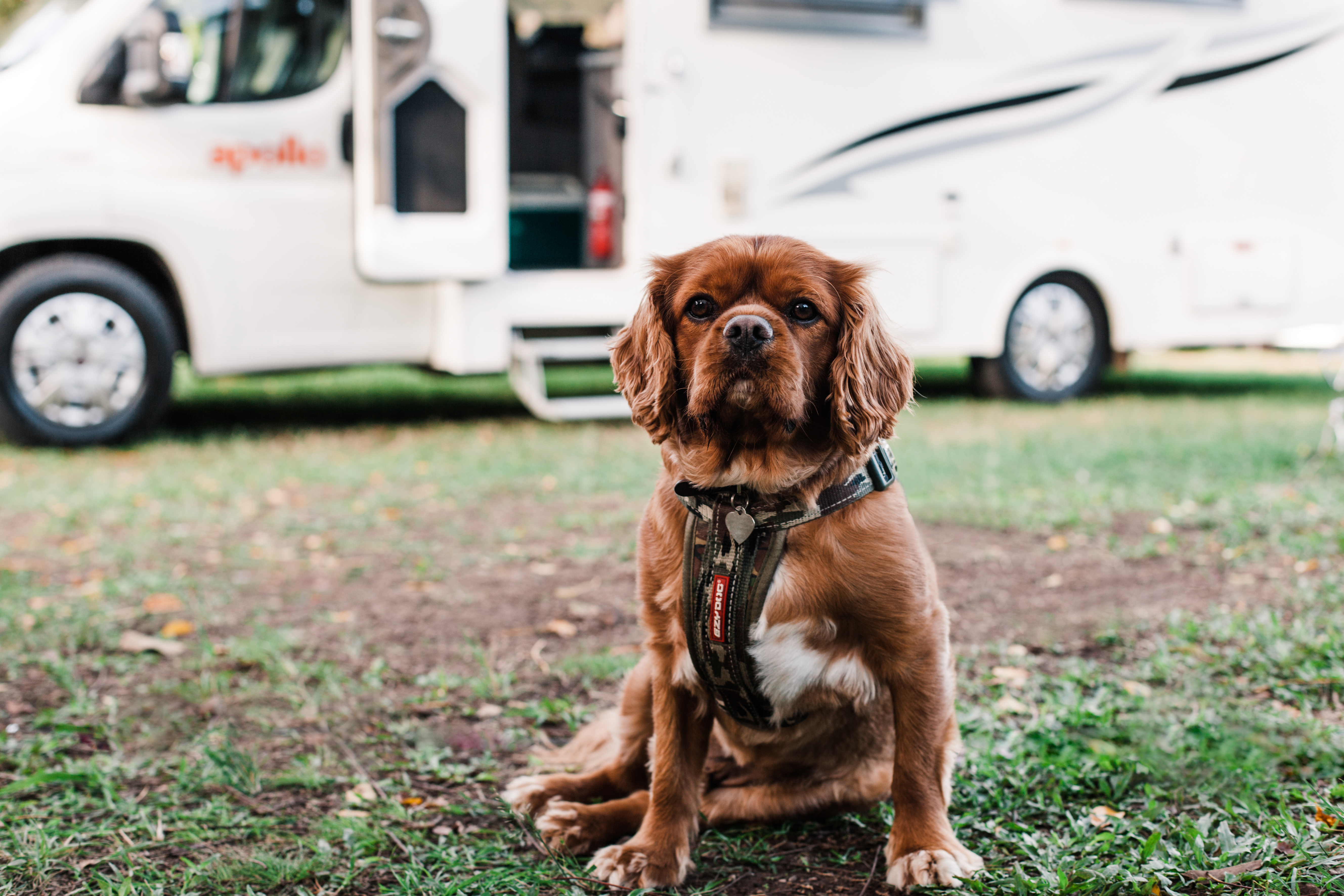 Camper hire with Apollo is pet friendly